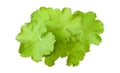 Lady’s mantle