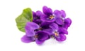 Viola