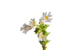 Eyebright