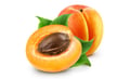 Apricot