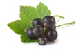 Blackcurrant