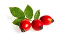 Rosehip