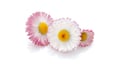 Daisy