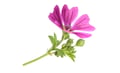 Mallow