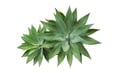 Agave