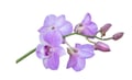 Orchid