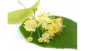 Linden