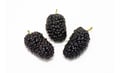 Mulberry