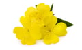 Evening primrose