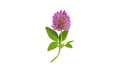 Clover