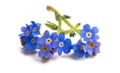 Forget Me Not
