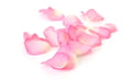 Rose petal