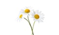 Chamomile