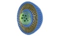 Lecithin & Micrococcus Lysate