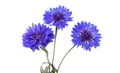 Cornflower