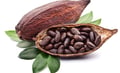 Cocoa