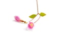 Twinflower